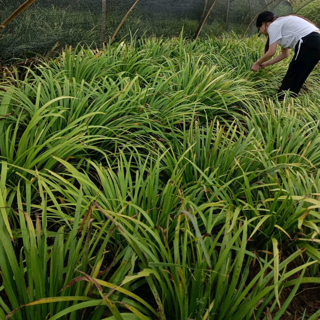 石菖蒲种植小邹