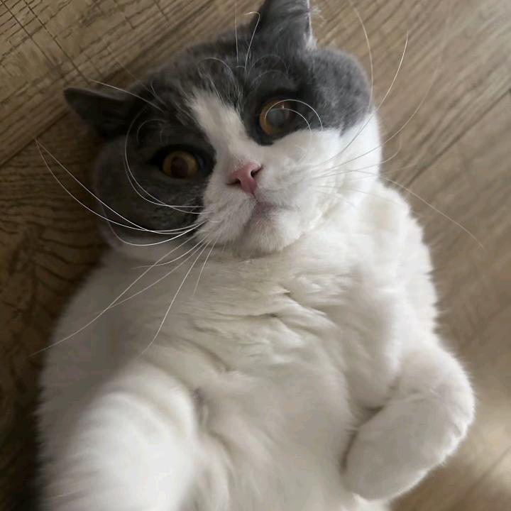 烟久如画
