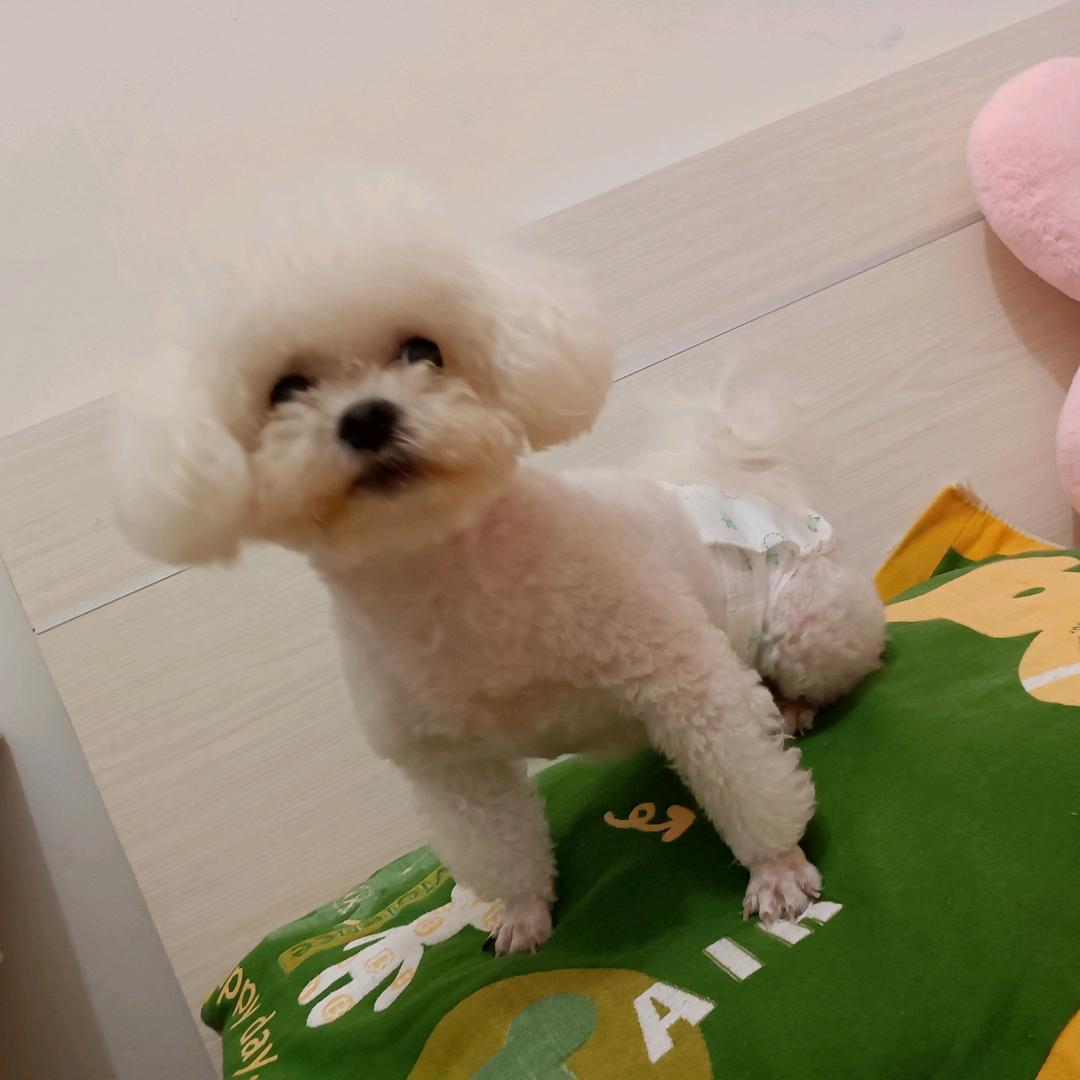 菲丽萌宠