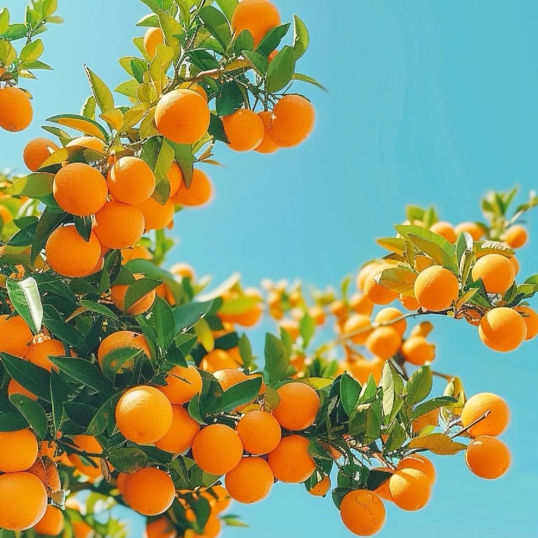 恩橙水果园