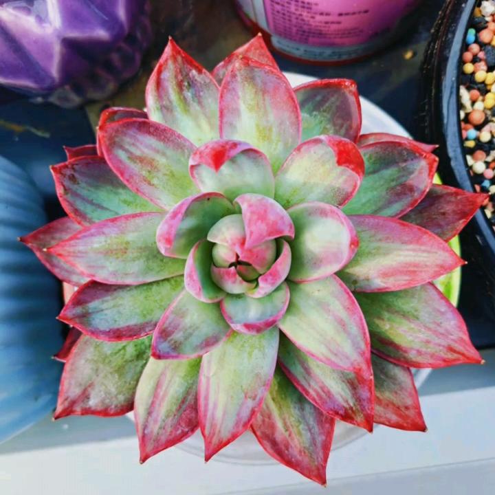 潇潇