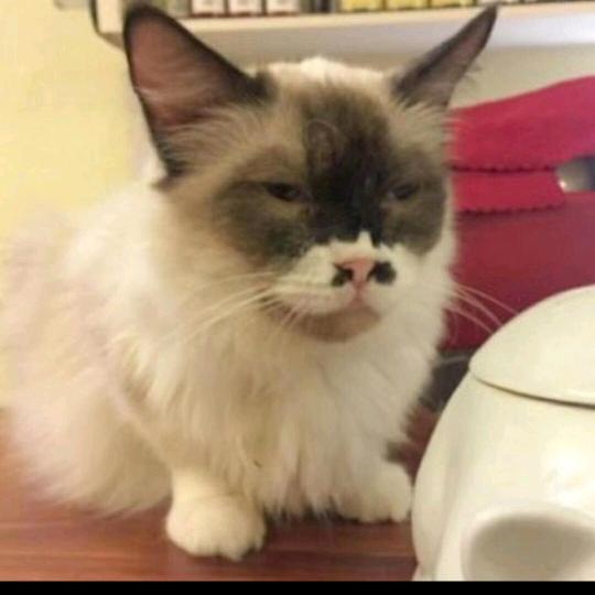 夜猫
