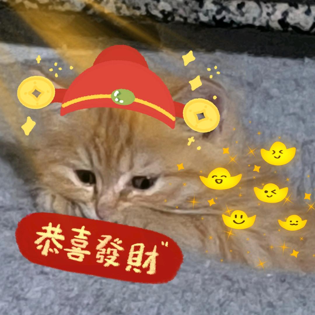 🌟🐟Zzz