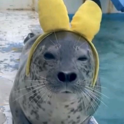 海豹卿🌧️