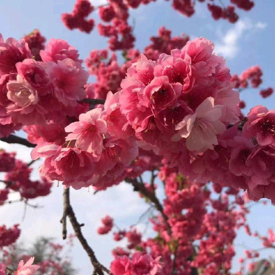 好柿💞朵朵