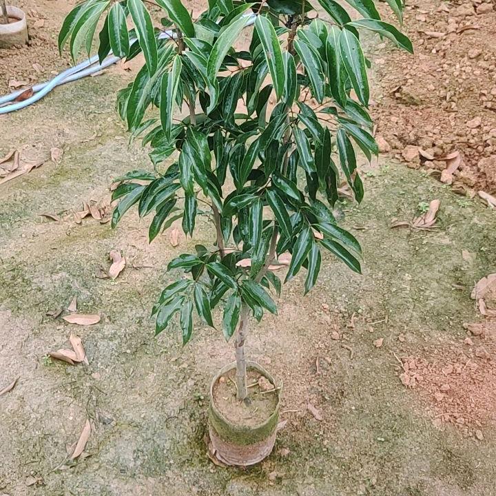 喜言新池果树苗木专卖店