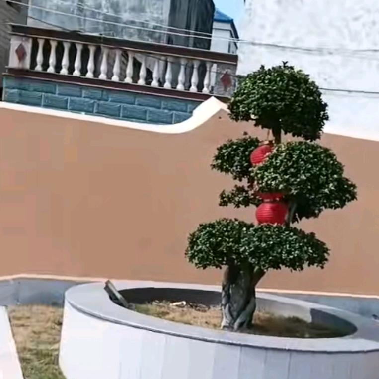 浅看安然