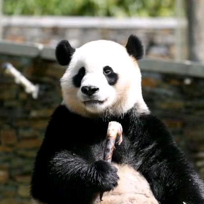 鱼儿