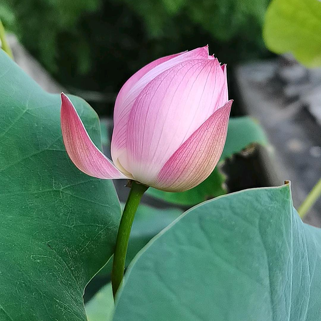 真爱有情