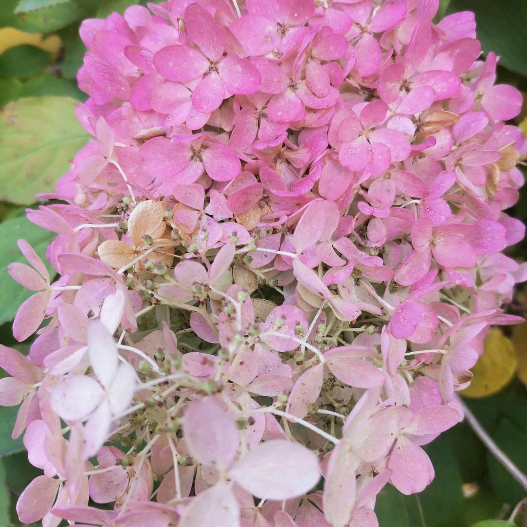 🌺玉  잘 될거야🌺