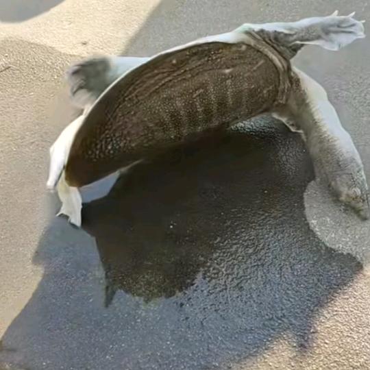 黄金叶