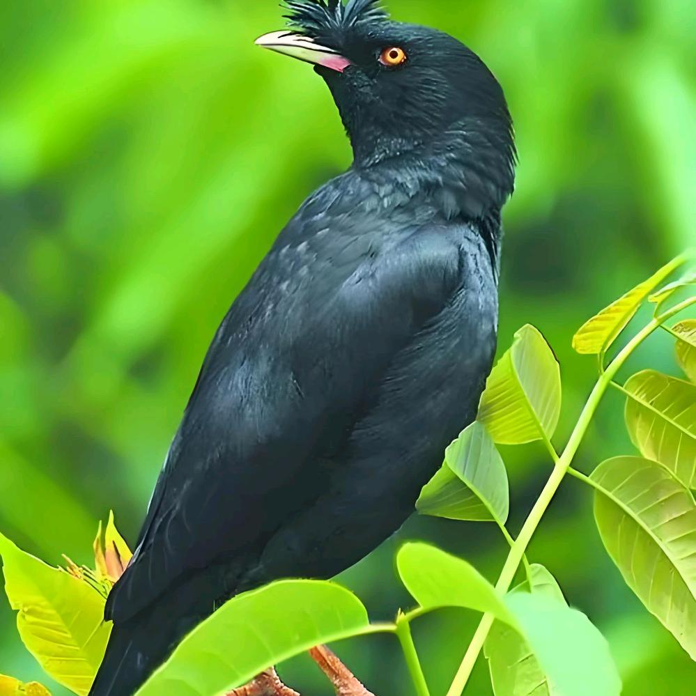 锐豪宠物小店《可代发》