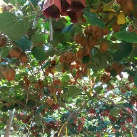 渭南翠香，徐香猕猴桃（橱窗）