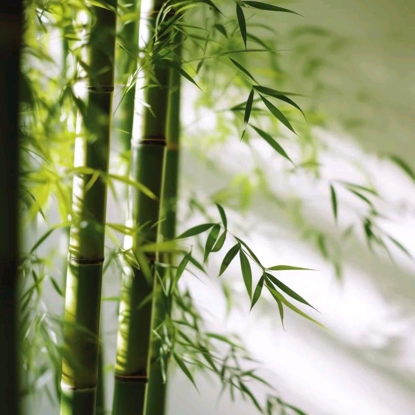王木木