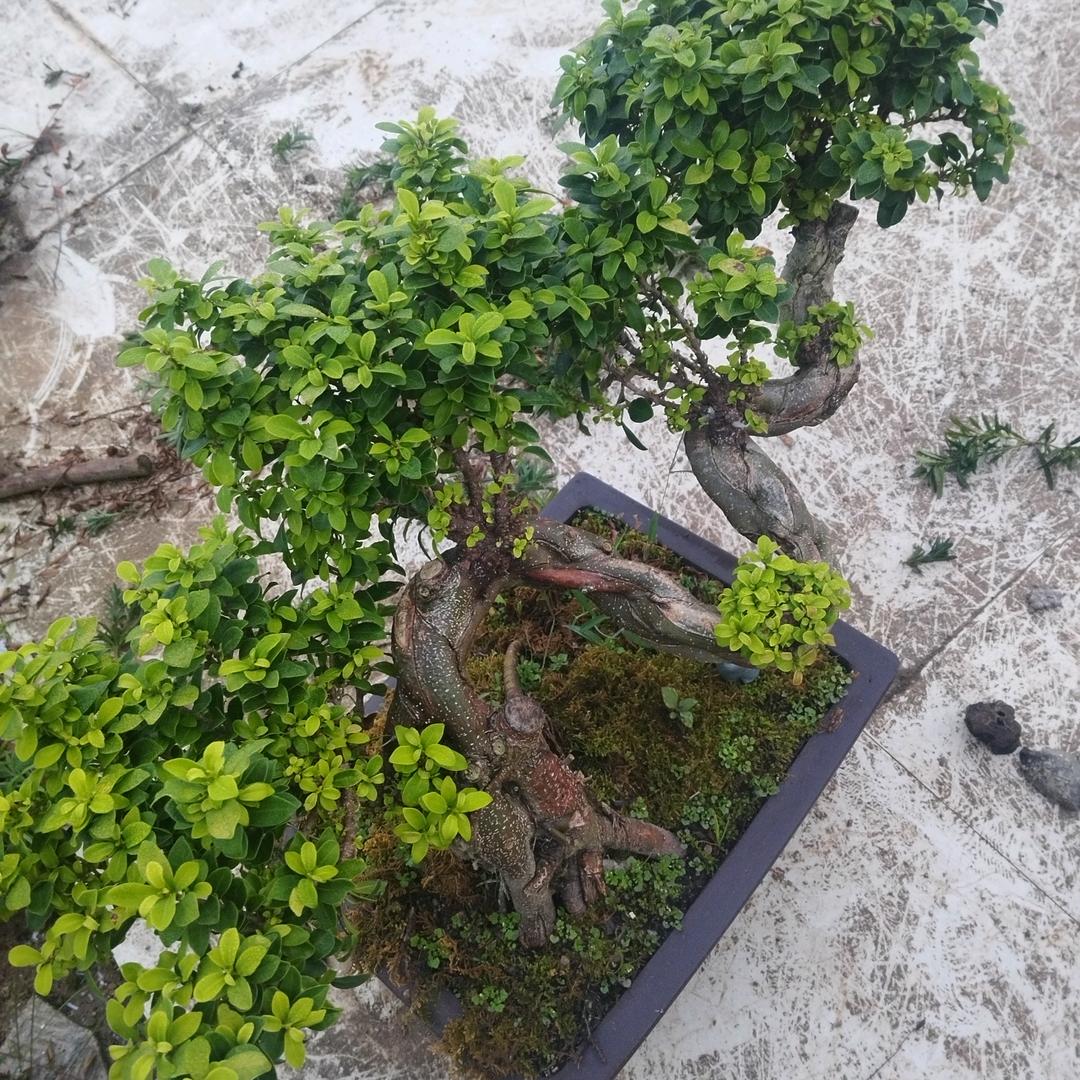 木头人玩桩