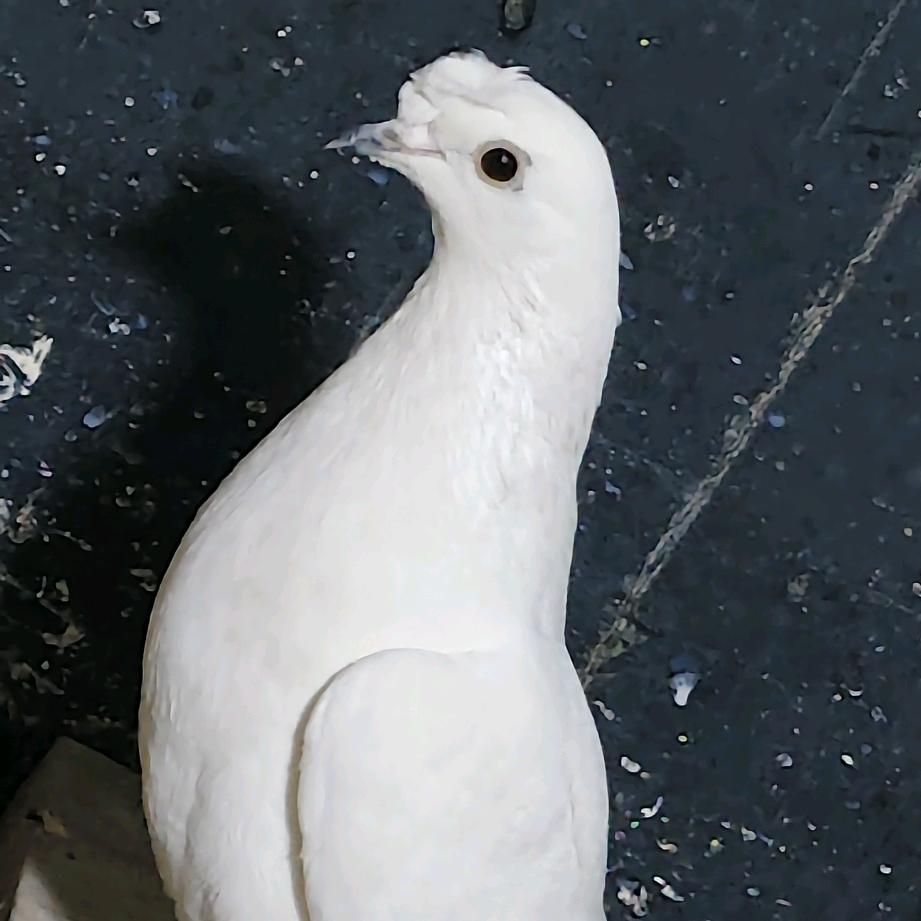 巴州若羌县翻翻爱好者