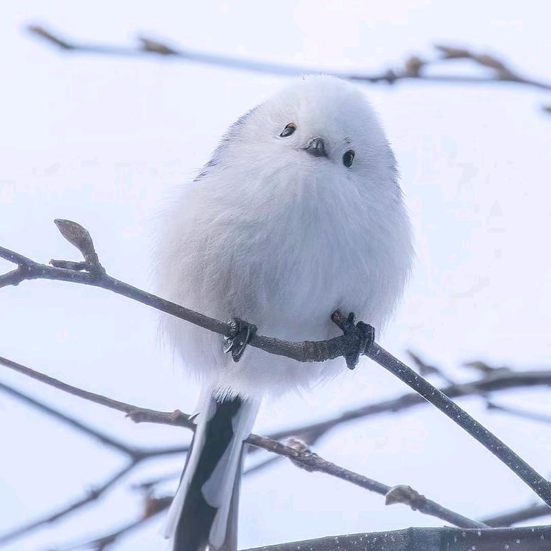小白头像