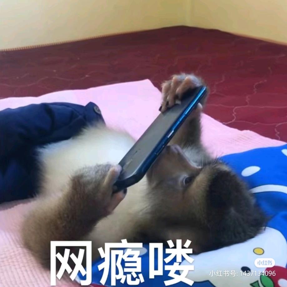 吗喽历险记（小强要努力变乔版）