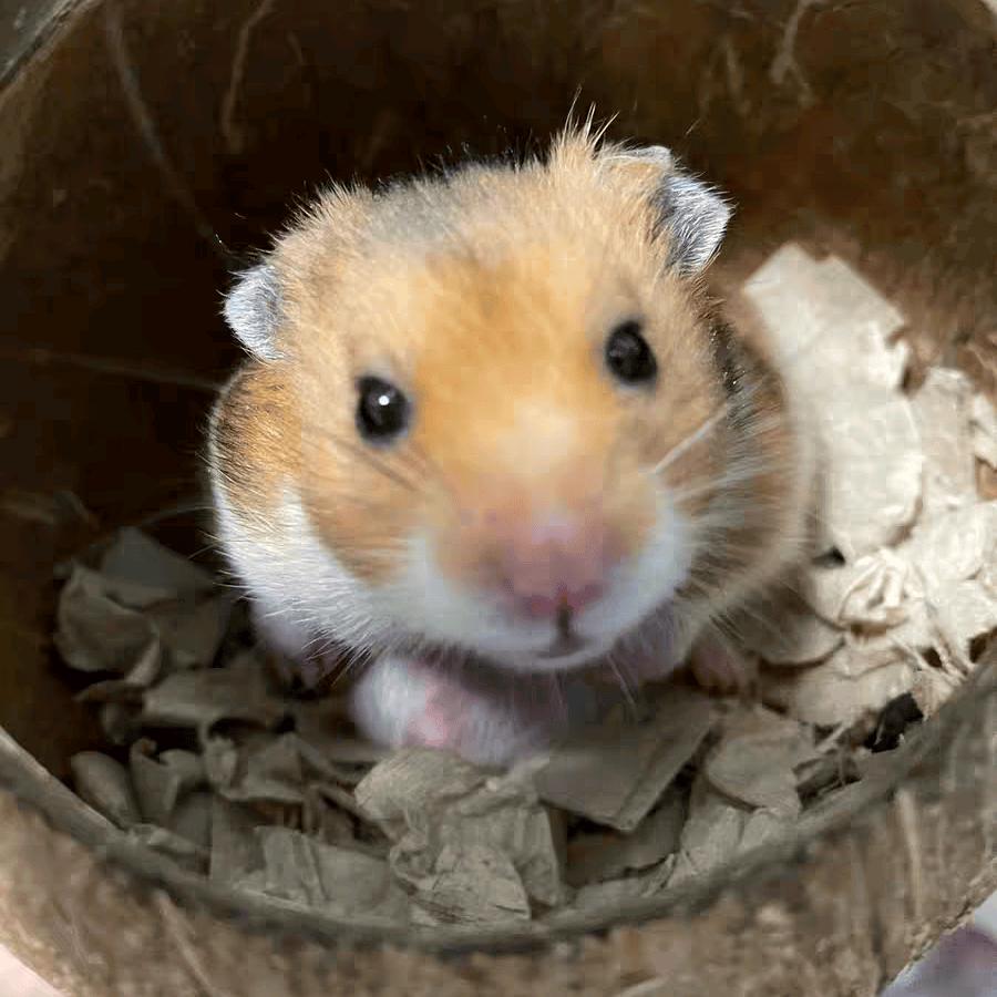 摸虾