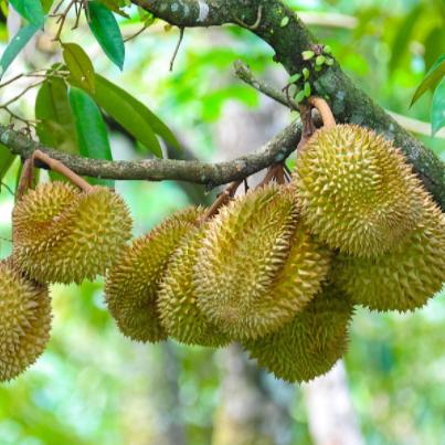 榴皇兄.榴莲（大融城1号门）