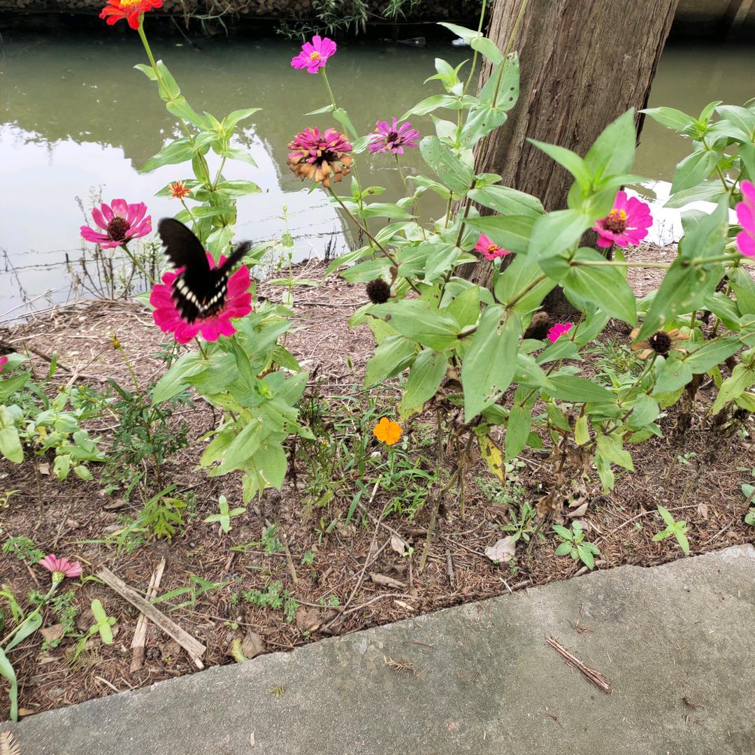 一帆风顺。