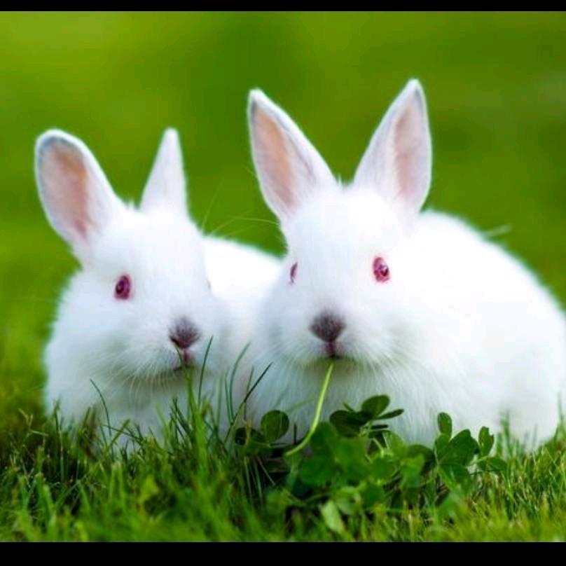 🌹🌹上🌹善🌷若🌷水🌷🌷