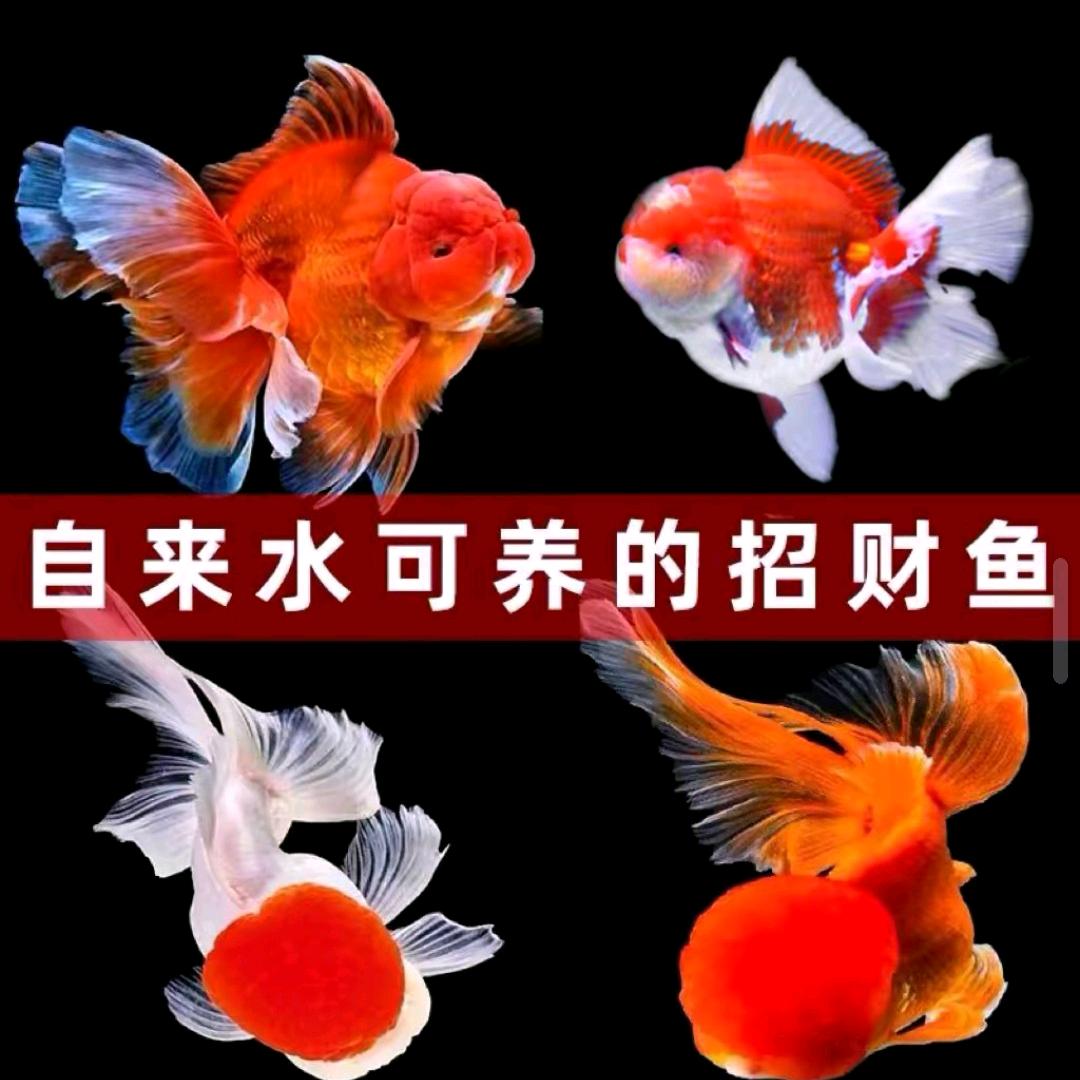 六妹观赏鱼