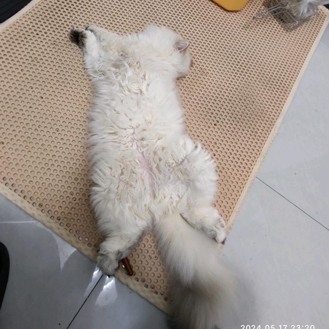 好运图图