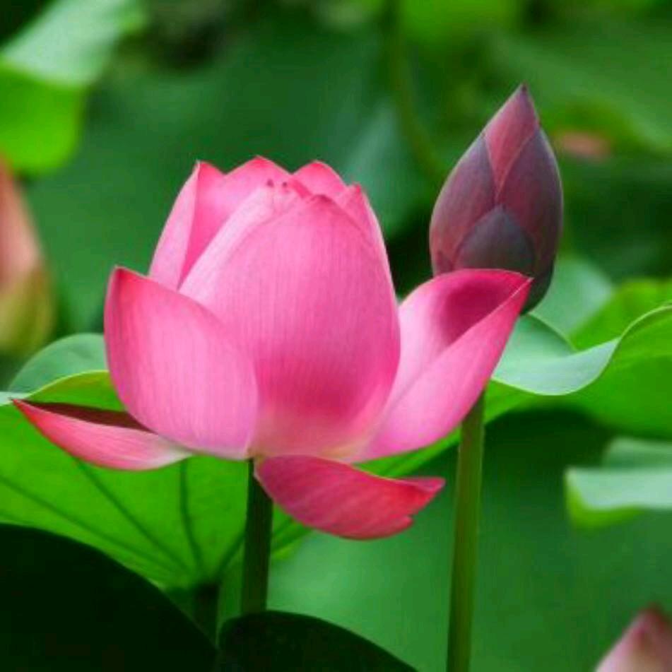 幸福