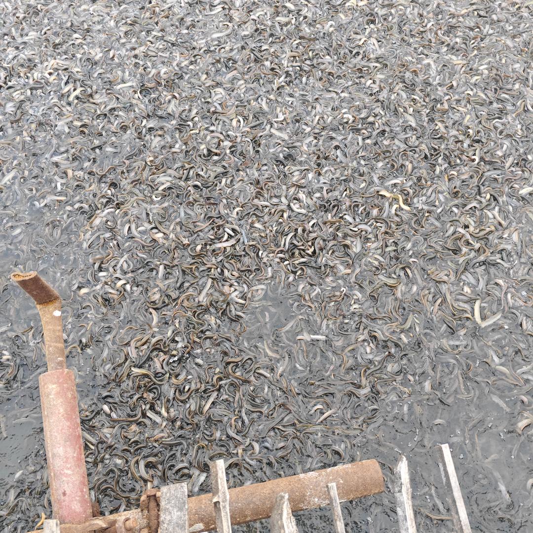 济宁鱼台泥鳅养殖厂