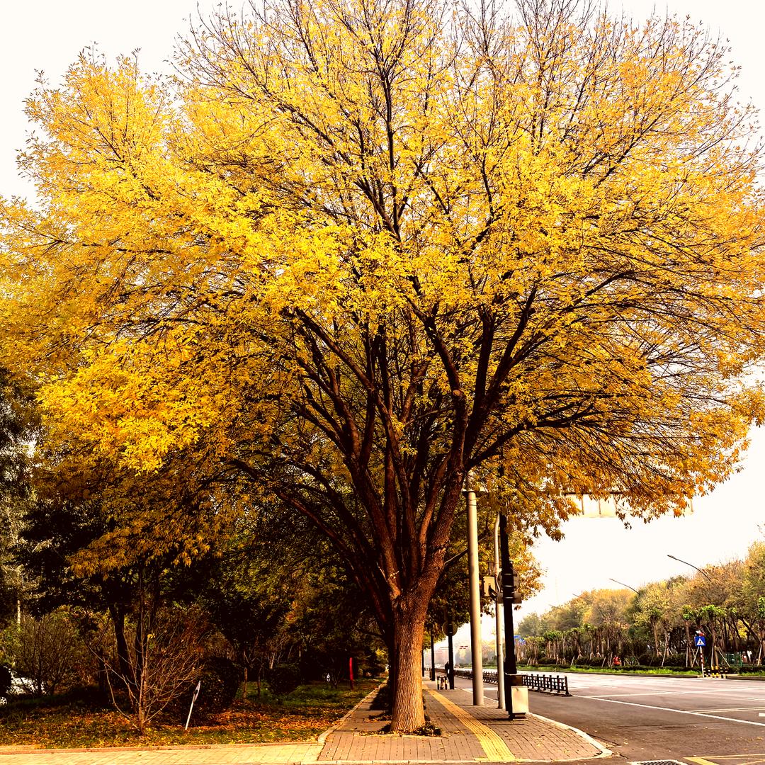 郭保军【任堂】