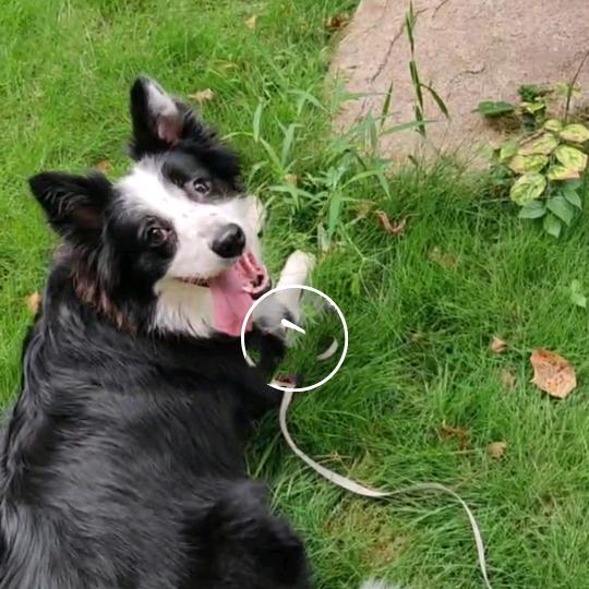 我家边牧叫果果🐶