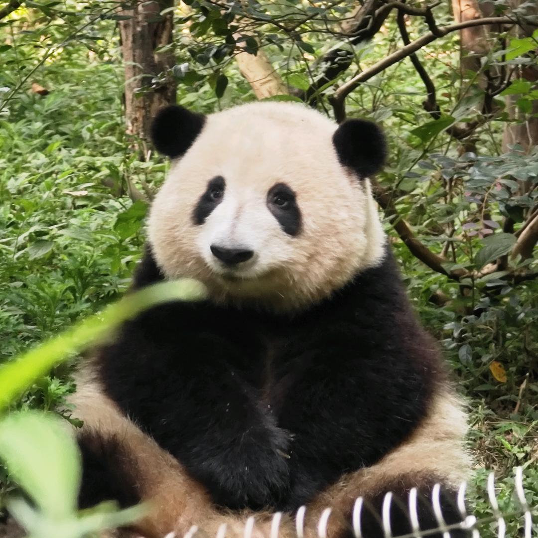 杨林
