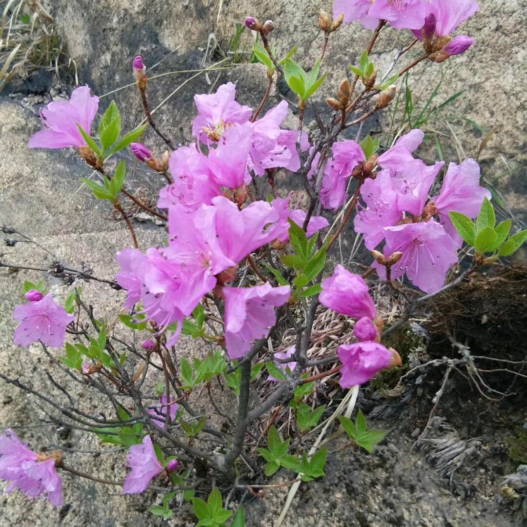 七零后（拒私聊）