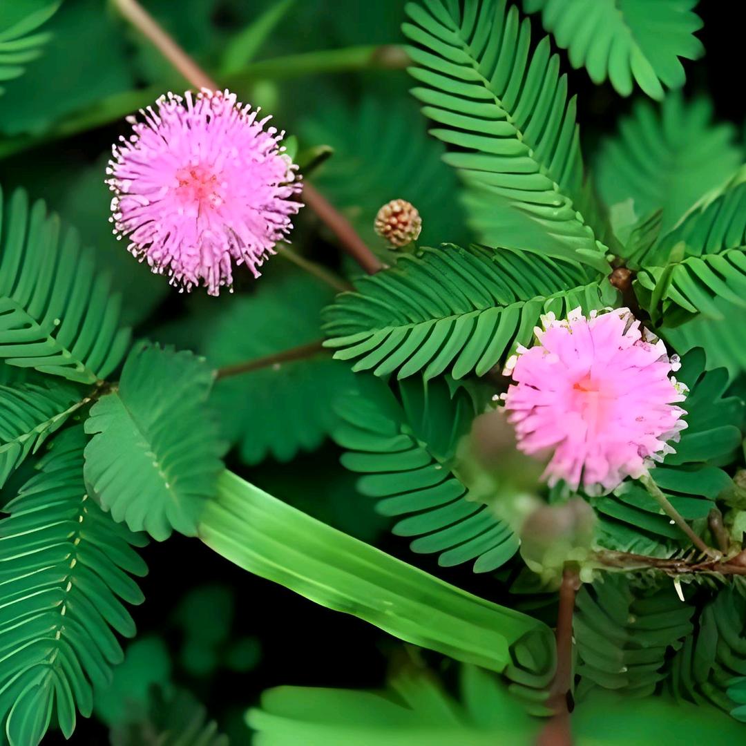 含羞草(⺣◡⺣)♡