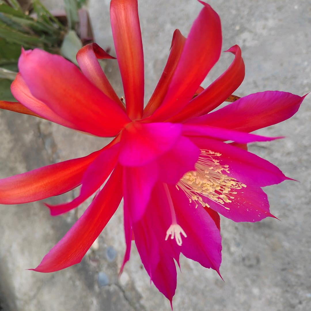 莫不去的霞光（拒私聊）