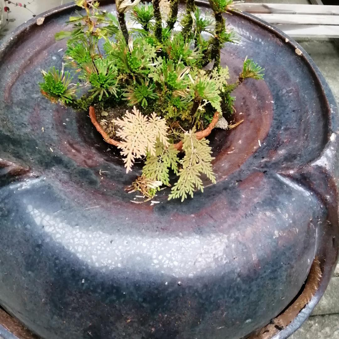 【｛$舒老六｝&】