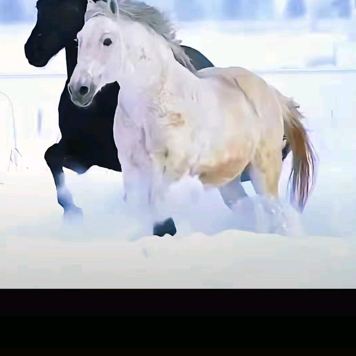 王中王