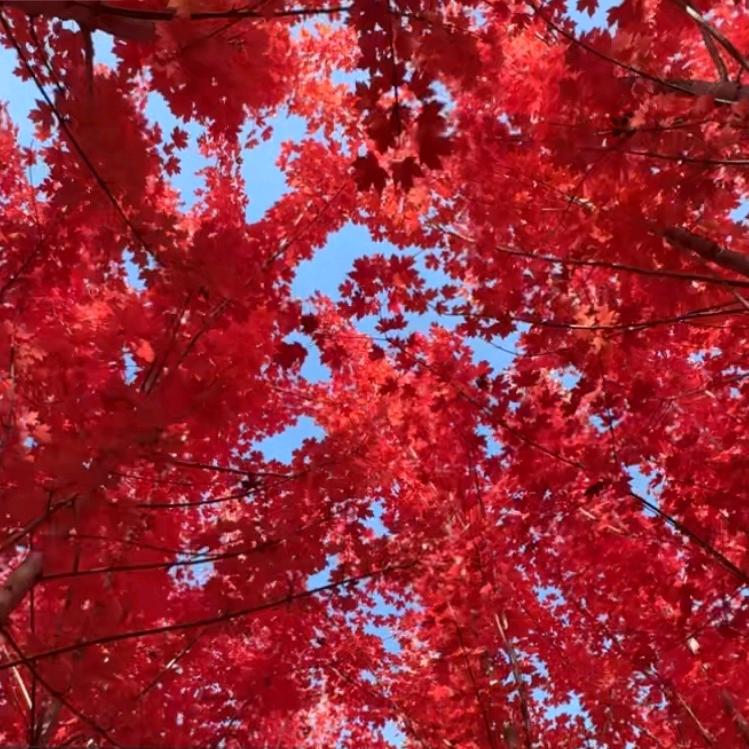 想努力摆烂的蝌蚪