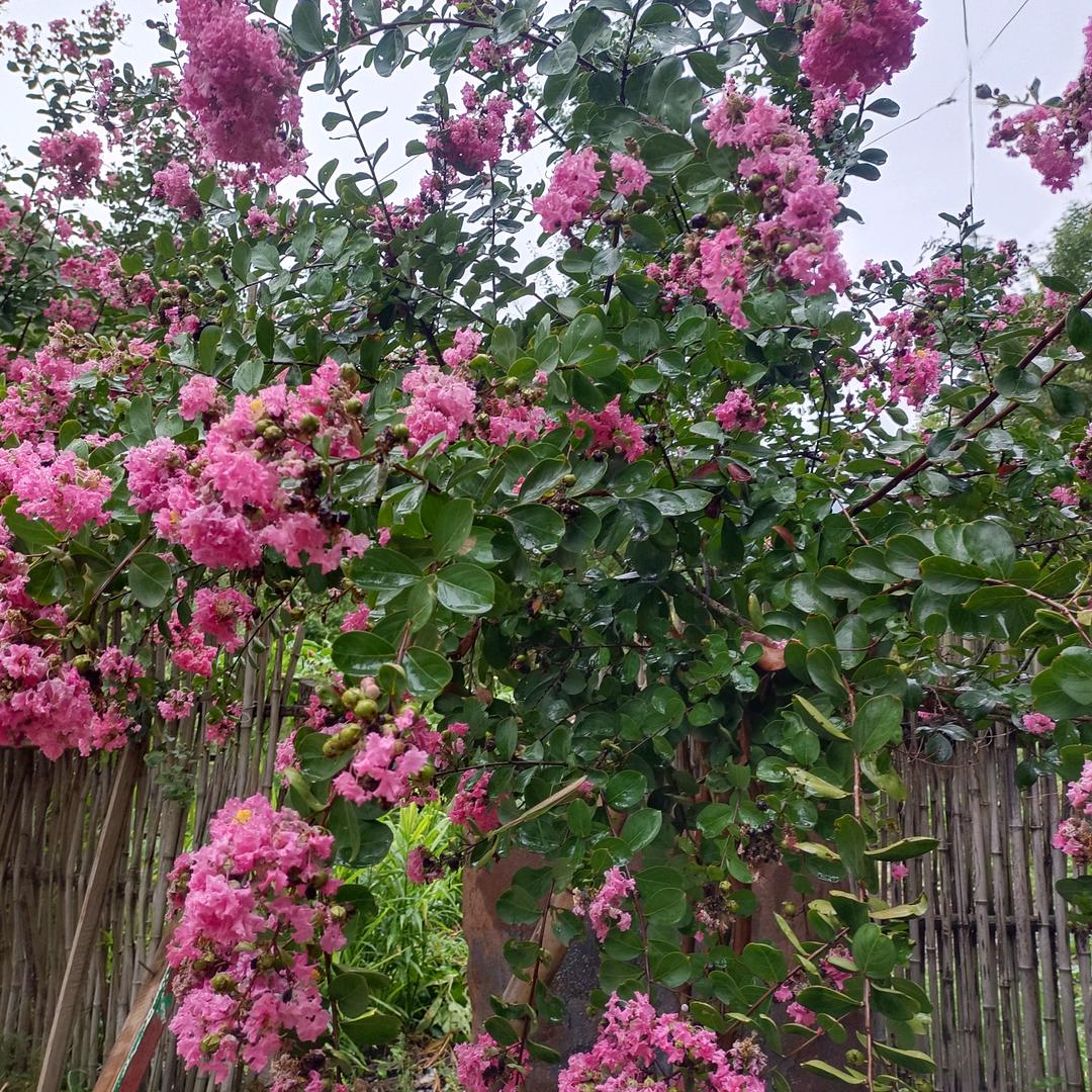 油菜花