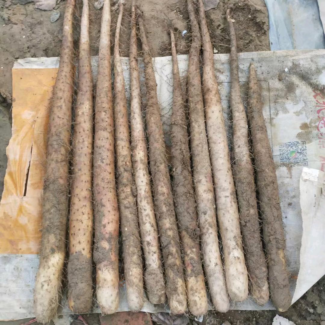 蠡县闹哥麻山药农民专业合作社