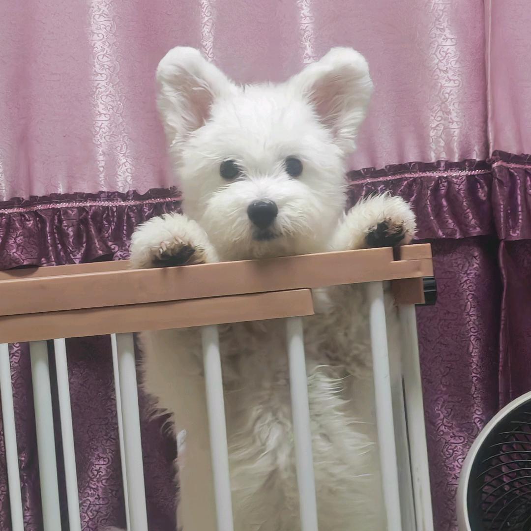 张小博