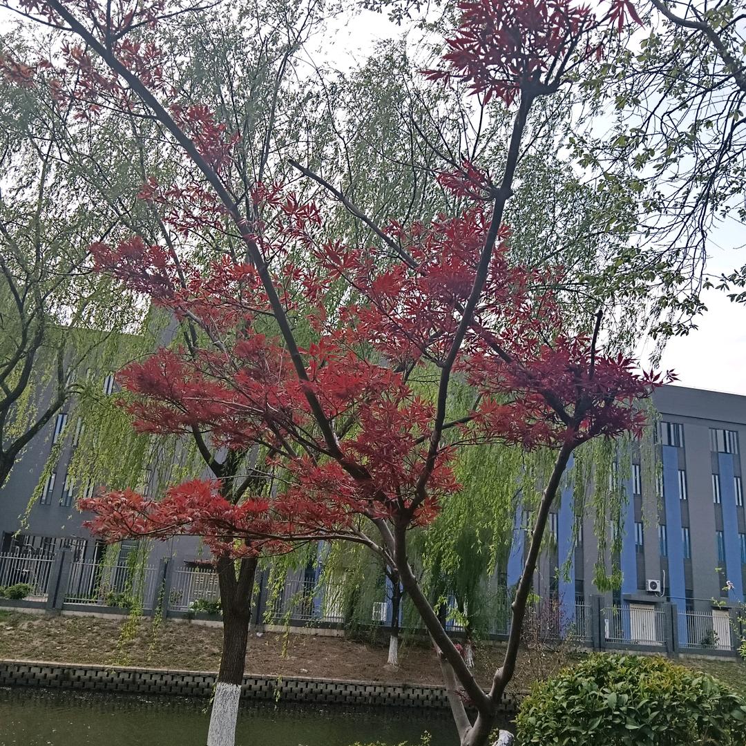 情意醉