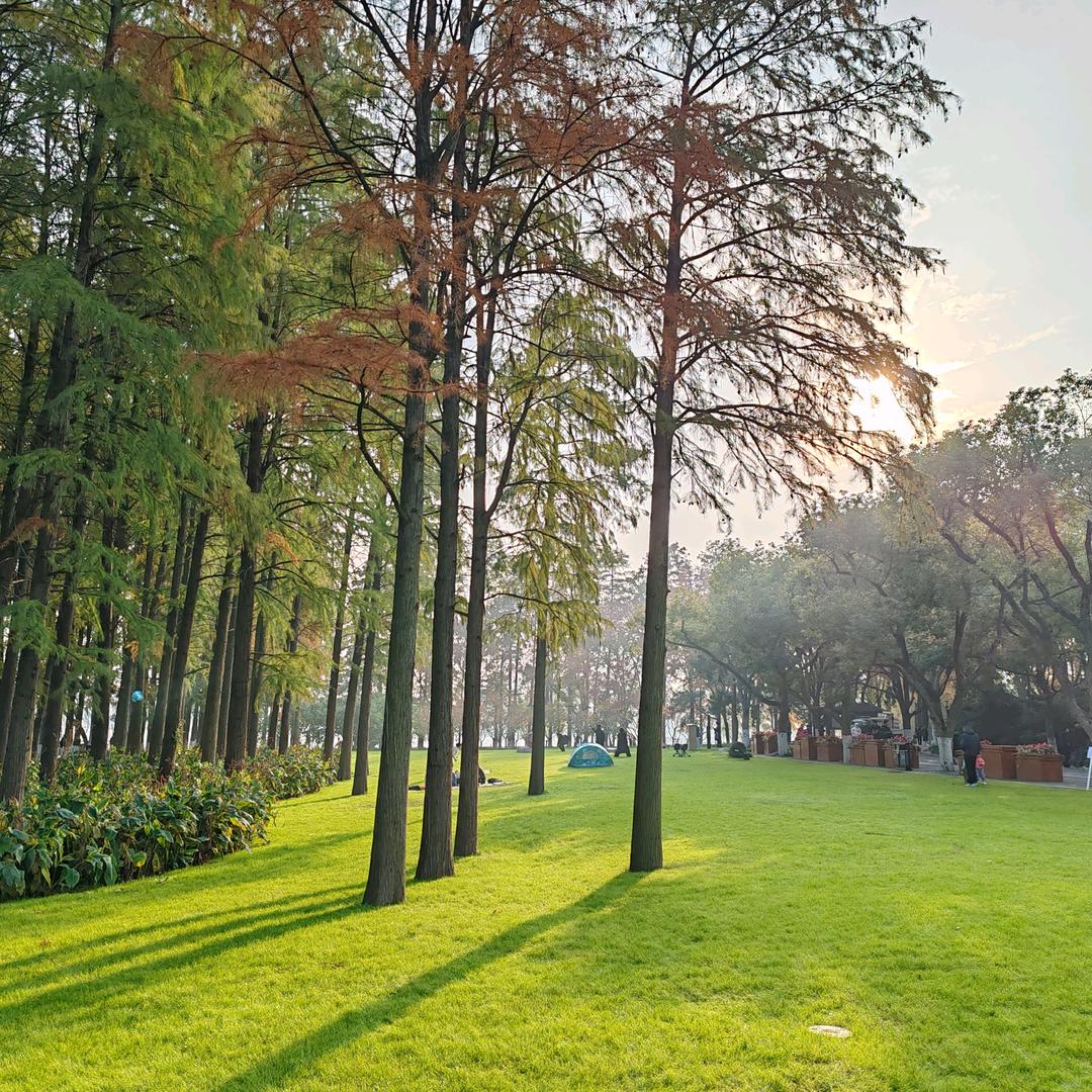 Sun Trees