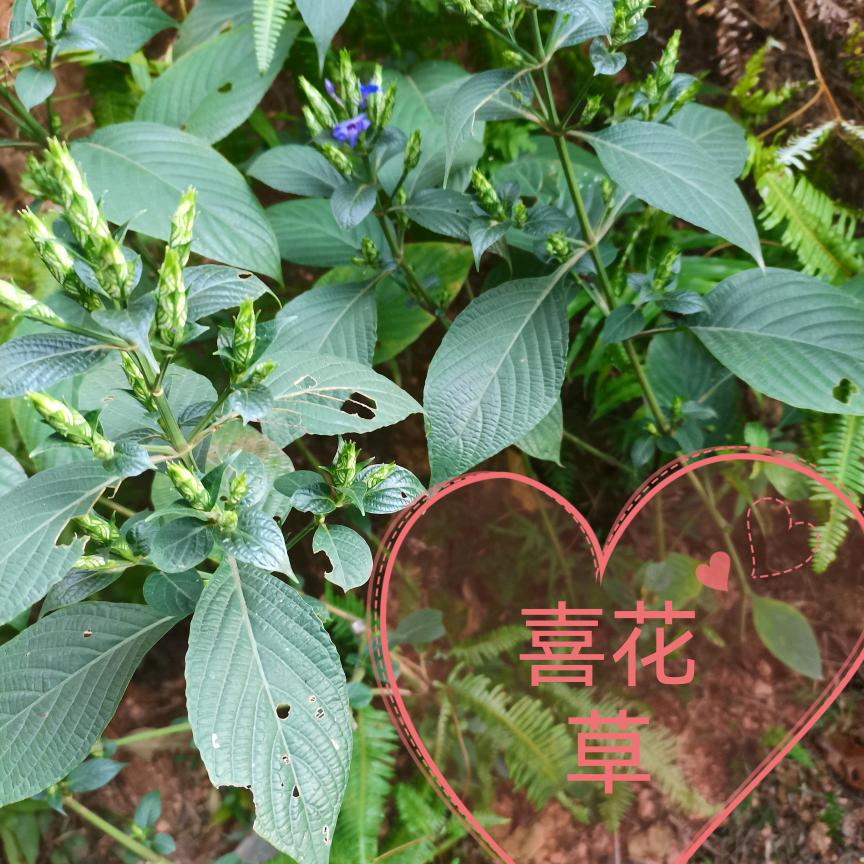一路🌸🌸有你*（请勿连赞）