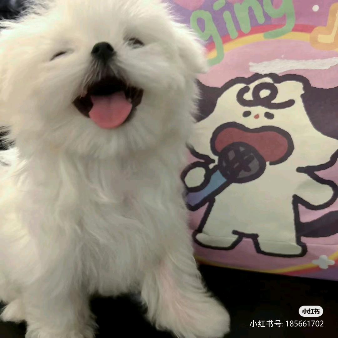 小羊的米奇妙妙屋