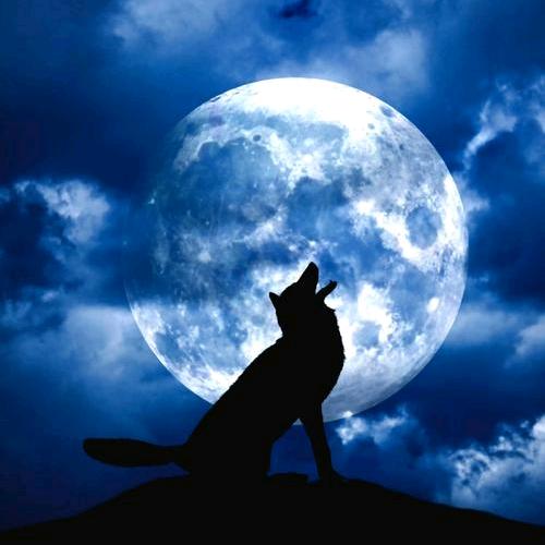 猫尊