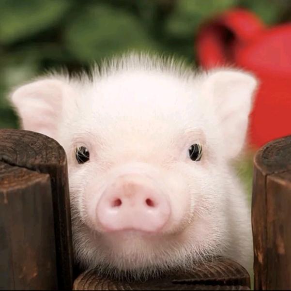 阿朱也要自强～