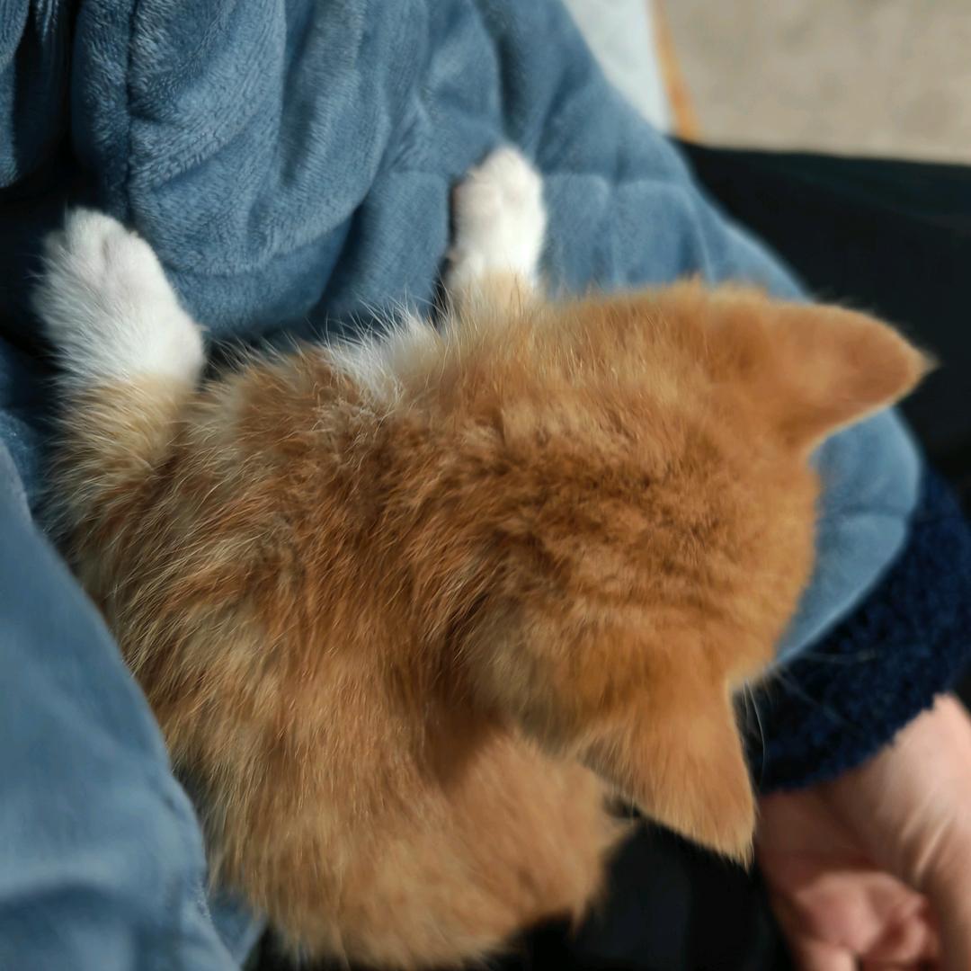 l.