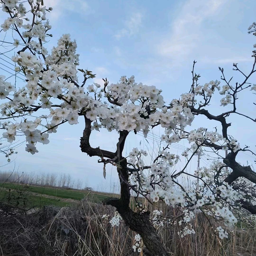 伈劫